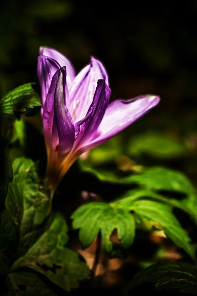 コルチカム写真素材 ロイヤリティフリーコルチカム画像 Depositphotos