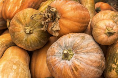 Turuncu renkli kabaklar