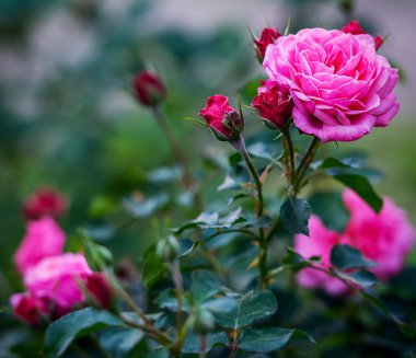 Güzel sonbahar güller