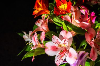 Çiçek buketi, Araçlar menüsünden Makro'arka plan izole.