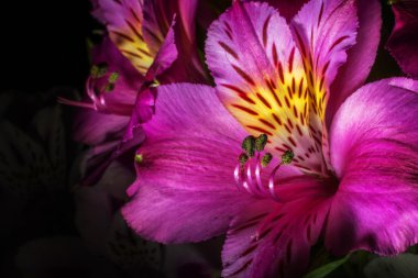 Çiçek buketi, Araçlar menüsünden Makro'arka plan izole.