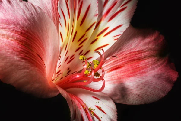 Floral ανθοδέσμη, μακροεντολή σε απομονωμένες φόντο — Φωτογραφία Αρχείου