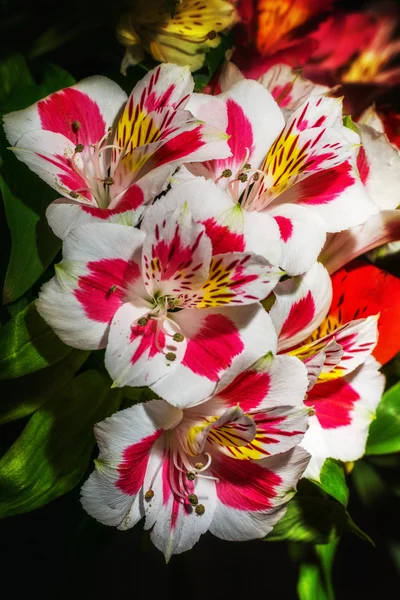 Bloemen boeket, macro op geïsoleerde achtergrond — Stockfoto