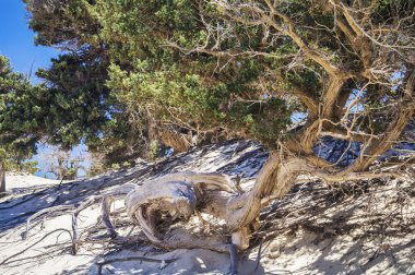 Golden Beach, Chrissi island, Yunanistan için karayoluyla eski ağaç