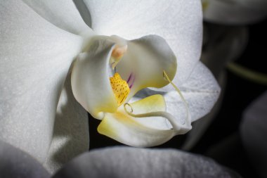 Siyah arkaplanda beyaz orkide