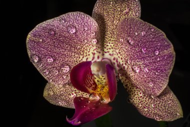 Siyah bir zemin üzerine pembe orkide makro