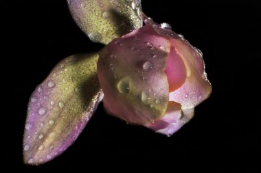 Siyah bir zemin üzerine pembe orkide makro