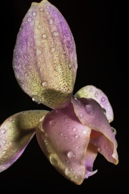 Siyah bir zemin üzerine pembe orkide makro