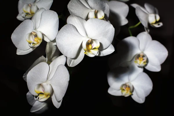 Orquídea branca em um fundo preto — Fotografia de Stock