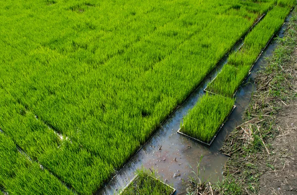 Vivero de plántulas de arroz en bandejas Fotos De Stock