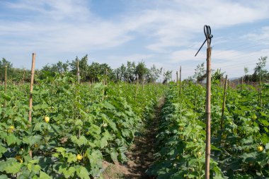 küçük kabak organik tarım