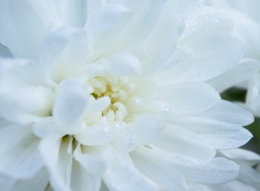 Beyaz kasımpatı çiçeği arkaplanı