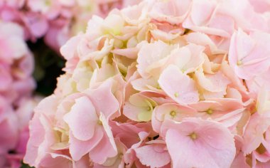 Yumuşak arka plan için pembe çiçekler kadar kapatın