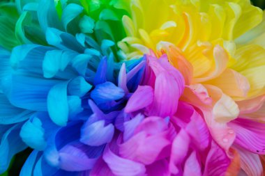 Kasımpatı renk çiçek arka kapatmak