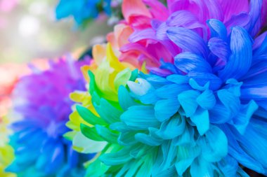 Kasımpatı renk çiçek arka kapatmak