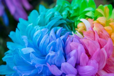 Kasımpatı renk çiçek arka kapatmak