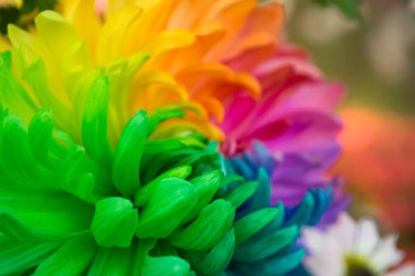 Kasımpatı renk çiçek arka kapatmak