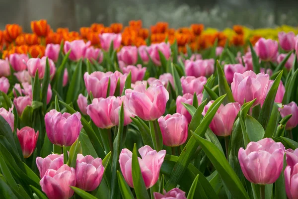 stock image Tulip field on the garden