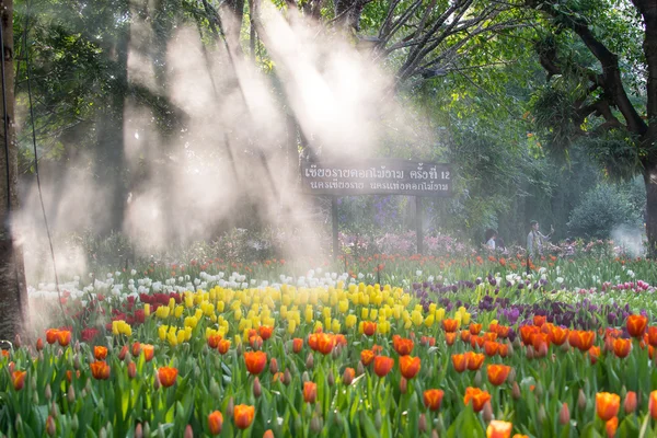 CHIANG RAI, THAILAND - DECEMBER 23 : Tulip field in Grand opening 12th Chiang Rai Flower Festival & music in the park 2015 NOV 23,2015 - JAN 31,2016 at Chiang rai province, Thailand