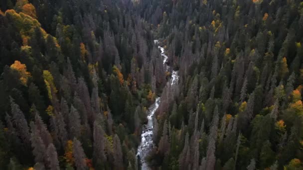 黄金の秋の森の丘の間の山の氷の川のトップビュー ロシアのドンベイ ドローン — ストック動画