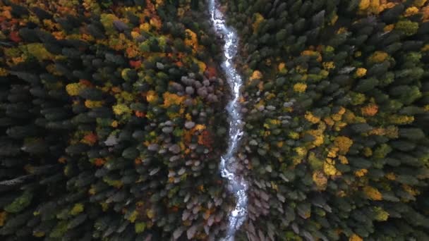 Vista Superior Río Helado Montaña Entre Colinas Forestales Otoño Dorado — Vídeo de stock