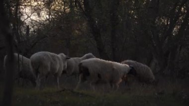 Bir koyun sürüsü ormanda otluyor. Kahverengi, gri, beyaz koyun. Tarım.
