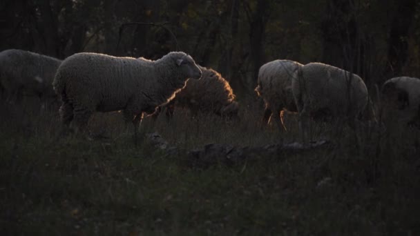 森の中に羊の群れが放牧されている 白い羊 — ストック動画