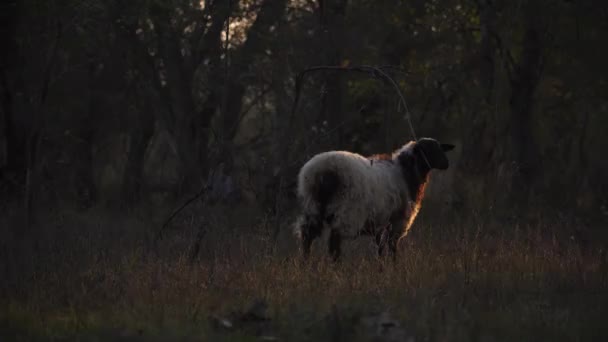 Rebaño Ovejas Pastando Bosque Oveja Marrón Gris Blanca Agricultura — Vídeo de stock