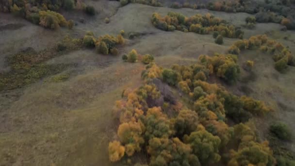 Volar Sobre Picos Montaña Cubiertos Arbustos Bosques Otoño Vista Del — Vídeo de stock