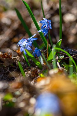 Çiçek açan çuha çiçeği, mavi kar damlası bahar günü