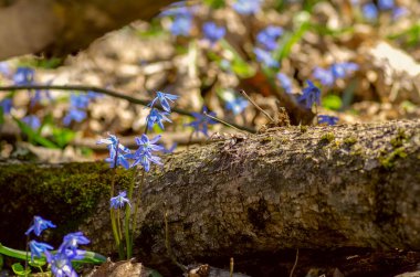 Çiçek açan çuha çiçeği, mavi kar damlası bahar günü