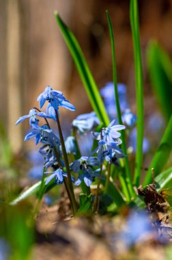 Ormanda güzel mavi ilkbahar kardelen çiçekleri