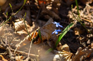 Kapalı mavi kar damlası skaler çiçekleri bir ormanda