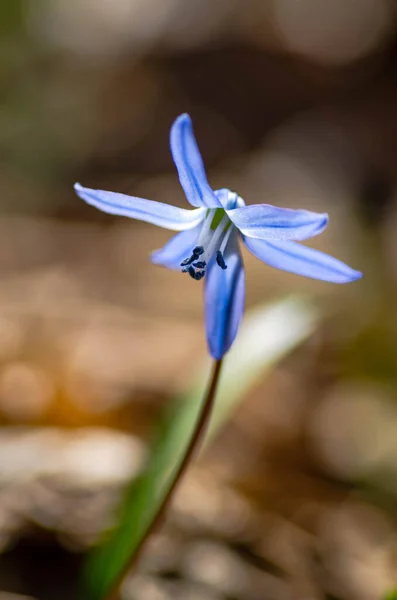 Kapalı mavi kar damlası skaler çiçekleri bir ormanda