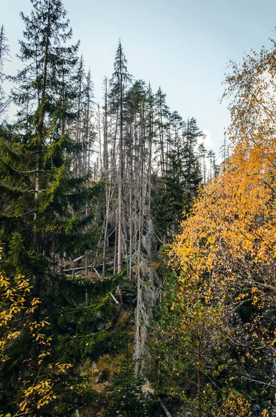 Uzun ağaç gövdeleri olan gizemli orman.