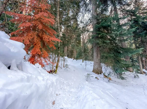 Kış ormanlarında kar yağışı