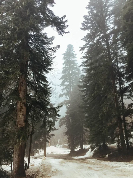 Kışın kar altında gizemli sisli orman