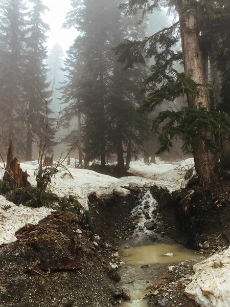 Kışın kar altında gizemli sisli orman