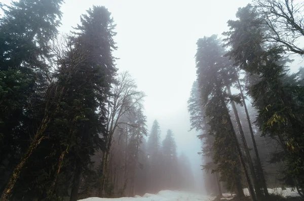 Kışın kar altında gizemli sisli orman