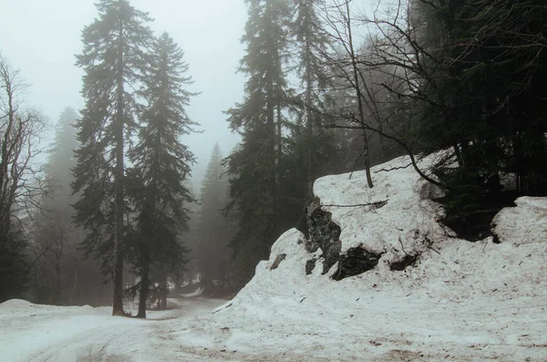 Kışın kar altında gizemli sisli orman