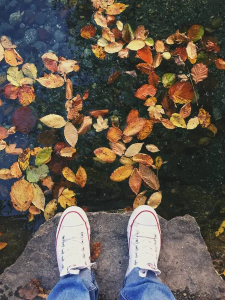 Kislovodsk, Rusya - 12 Eylül 2020: Yaprakların arka planına yakın plan. Metin için yer, duvar kağıdı