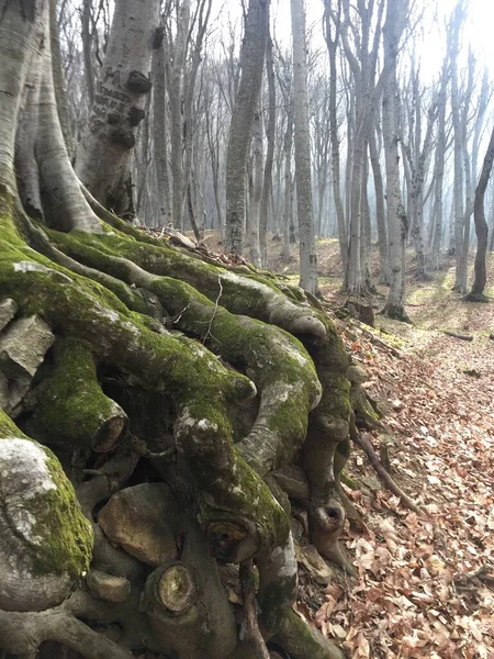 Sisli ormanda büyük ağaç kökü