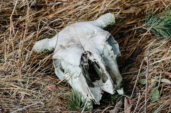Bir hayvanın kafatası kuru çimenlerde yatar.
