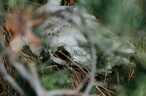 The skull of an animal lies in dry grass
