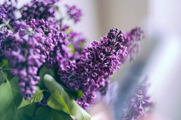 Güzel leylak çiçekleri. Bahar çiçekleri. Narin bir çiçekle çiçek açan leylaklar. Çalıların üzerinde mor leylak çiçeği. Yaz zamanı. Arkaplan