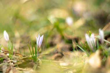 Ormandaki mavi kardamlaları kapatın. Bulanık arkaplan
