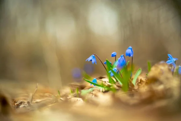 Ormandaki mavi kardamlaları kapatın. Bulanık arkaplan