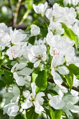 Zarif Sarı laleler şehirde bir Park, yakın çekim kadar erken ilkbaharda çiçek açmış