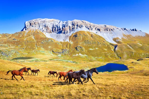 Besättningen av hästar som körs i en bergsdal Stockbild