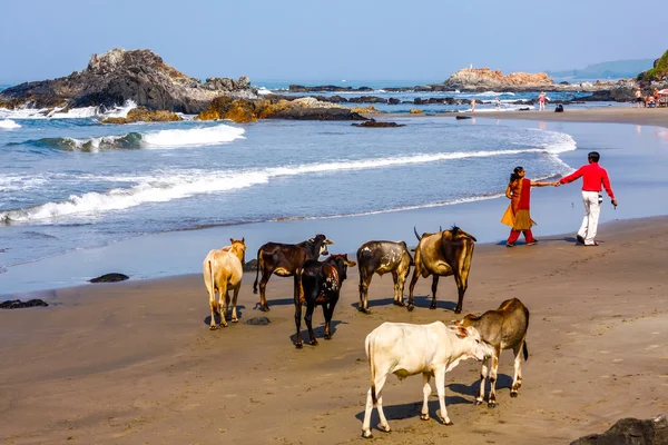 People walk along the beach with cows — Stock Photo, Image